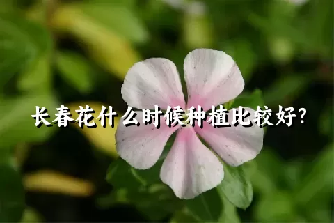 长春花什么时候种植比较好？