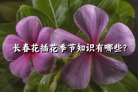 长春花插花季节知识有哪些？