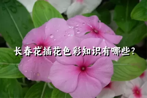 长春花插花色彩知识有哪些？