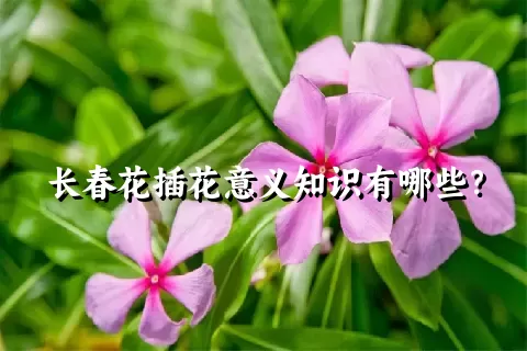 长春花插花意义知识有哪些？