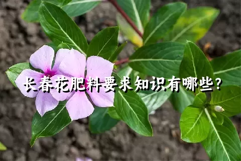 长春花肥料要求知识有哪些？