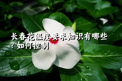 长春花温度要求知识有哪些？如何控制