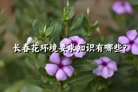 长春花环境要求知识有哪些？