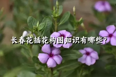 长春花插花构图知识有哪些？