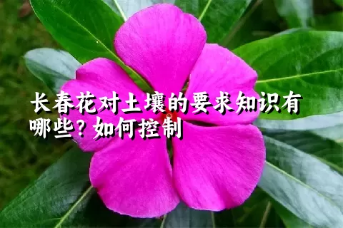 长春花对土壤的要求知识有哪些？如何控制