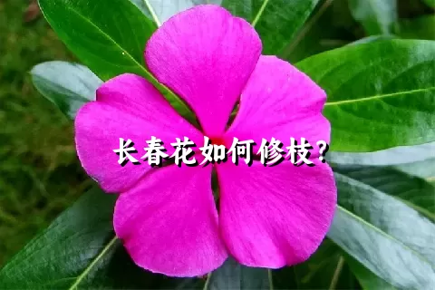 长春花如何修枝？