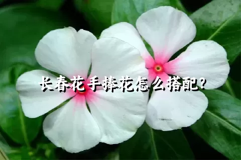 长春花手捧花怎么搭配？