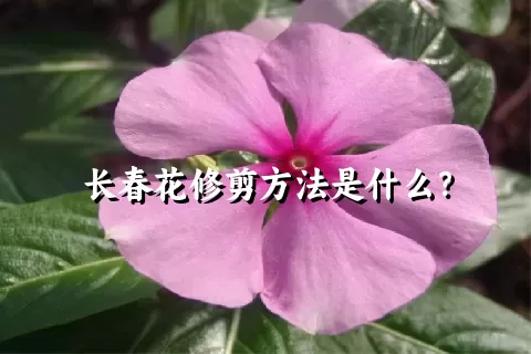 长春花修剪方法是什么？