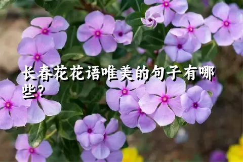 长春花花语唯美的句子有哪些？