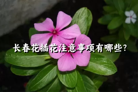 长春花插花注意事项有哪些？