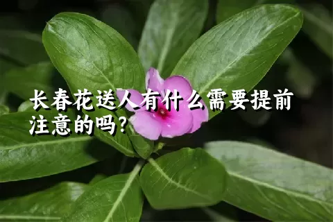 长春花送人有什么需要提前注意的吗？