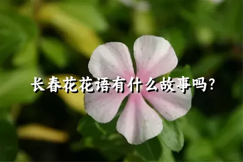 长春花花语有什么故事吗？