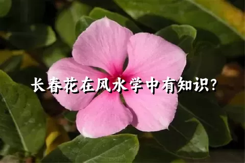 长春花在风水学中有知识？