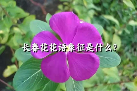 长春花花语象征是什么？