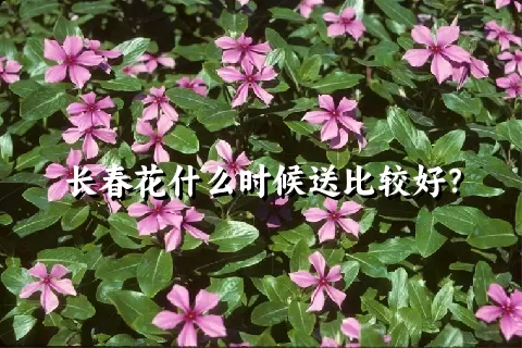 长春花什么时候送比较好？