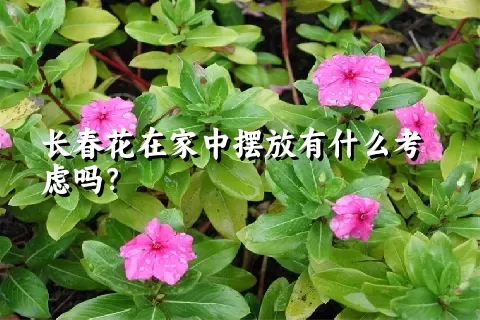 长春花在家中摆放有什么考虑吗？