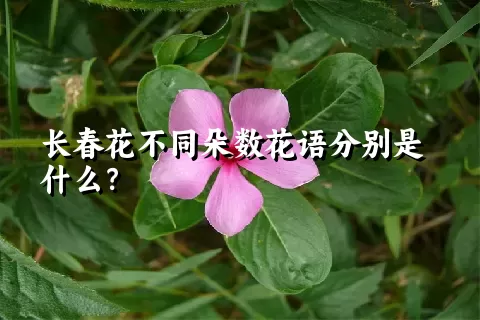 长春花不同朵数花语分别是什么？