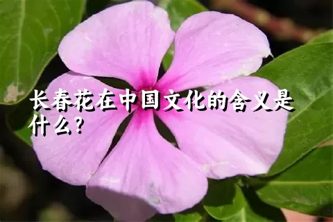 长春花在中国文化的含义是什么？