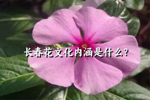 长春花文化内涵是什么？