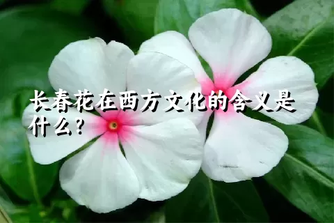 长春花在西方文化的含义是什么？