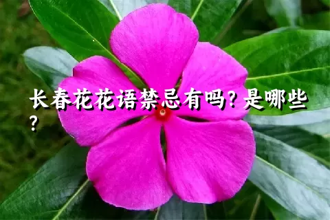 长春花花语禁忌有吗？是哪些？