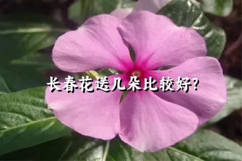 长春花送几朵比较好？