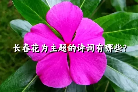 长春花为主题的诗词有哪些？