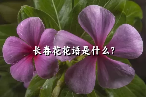 长春花花语是什么？