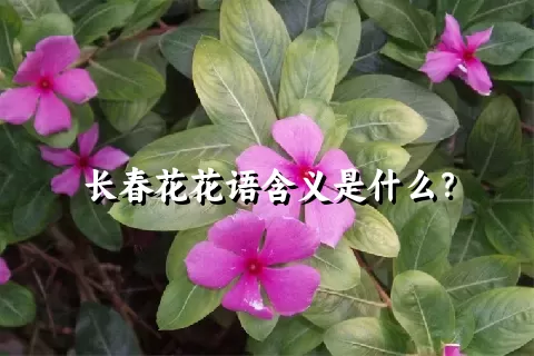 长春花花语含义是什么？