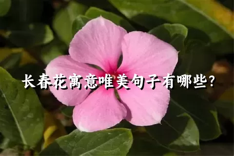 长春花寓意唯美句子有哪些？