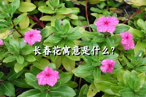 长春花寓意是什么？