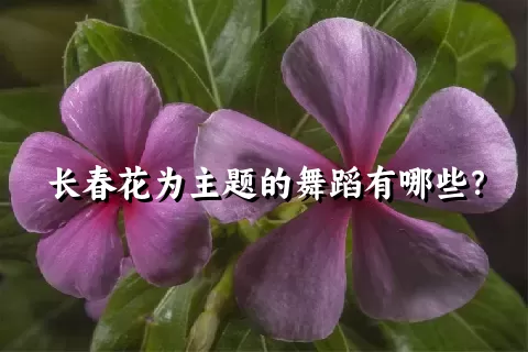 长春花为主题的舞蹈有哪些？