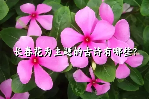 长春花为主题的古诗有哪些？