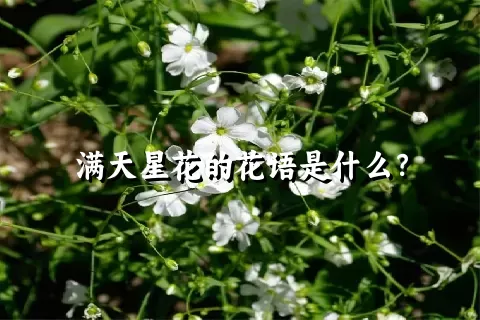 满天星花的花语是什么？