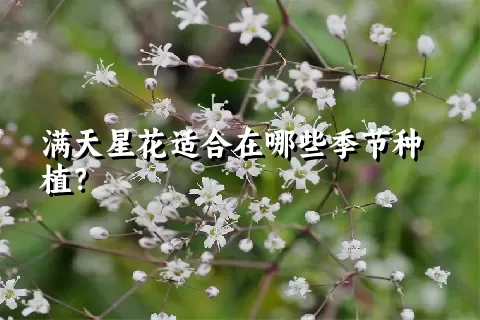 满天星花适合在哪些季节种植？