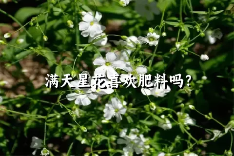 满天星花喜欢肥料吗？