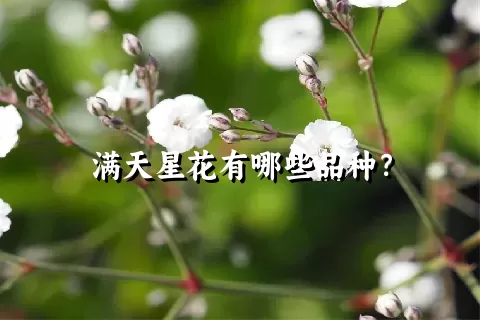 满天星花有哪些品种？