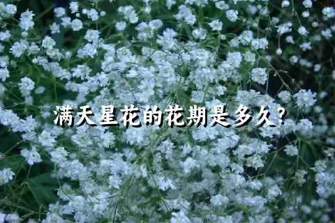 满天星花的花期是多久？