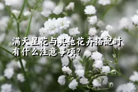 满天星花与其他花卉搭配时有什么注意事项？