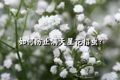 如何防止满天星花招虫？