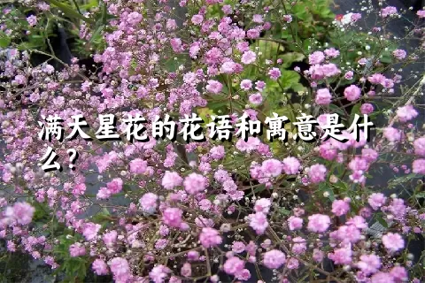 满天星花的花语和寓意是什么？