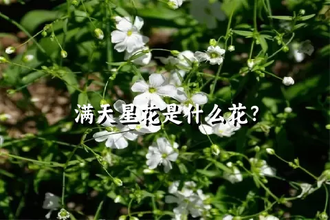 满天星花是什么花？