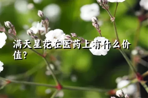 满天星花在医药上有什么价值？