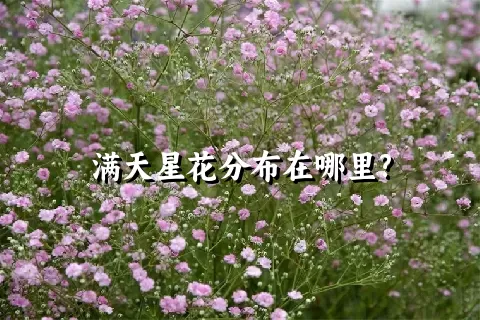 满天星花分布在哪里?