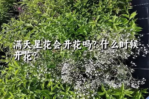 满天星花会开花吗？什么时候开花？