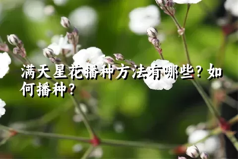 满天星花播种方法有哪些？如何播种？