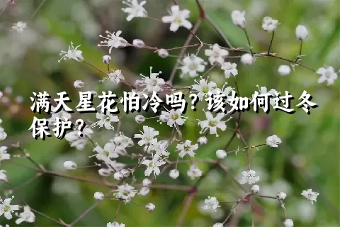 满天星花怕冷吗？该如何过冬保护？