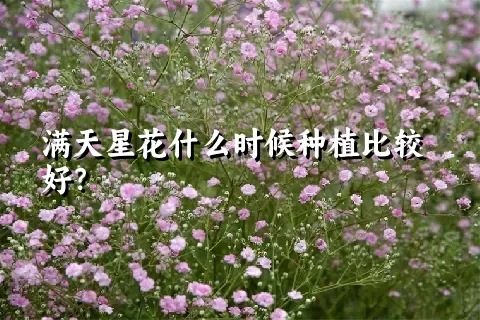 满天星花什么时候种植比较好？