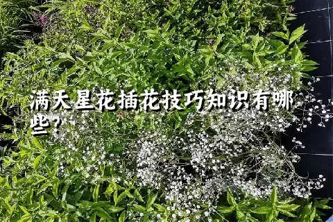 满天星花插花技巧知识有哪些？