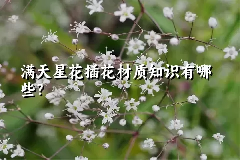 满天星花插花材质知识有哪些？